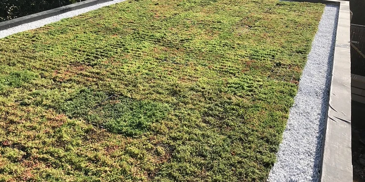 Entretien de toitures végétalisées